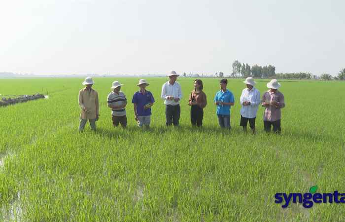 Syngenta và tôi: Filia đồng hành cùng nhà nông trong giải quyết nỗi lo đạo ôn (27-12-2022)